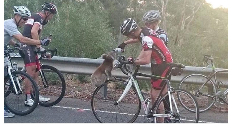 thirsty koala gets help from cyclists