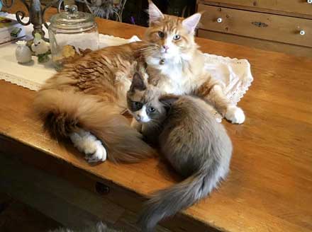 Munchkin and Maine Coon Cat - Monty & O'malley 