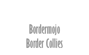 Bordermojo Border Collies
