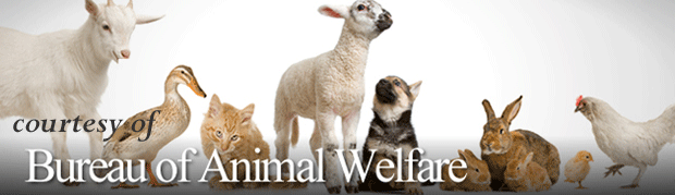 Bureau of Animal Welfare - Horses
