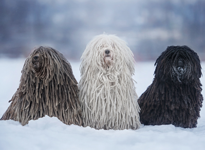 Puli - Low Shed Dogs