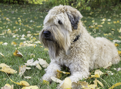 Soft Coated Wheaten Terrier - Non shedding dog breeds