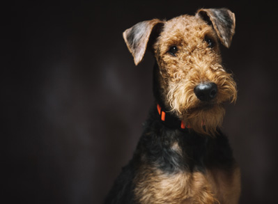 Airedale Terrier - low shed hypoallergenic dog breeds