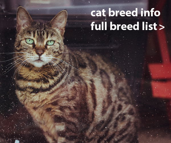 Cat Breed List A-Z, Breed Information, Registered Cat Breeders