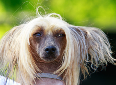 Chinese Crested Dog - non shedding dogs