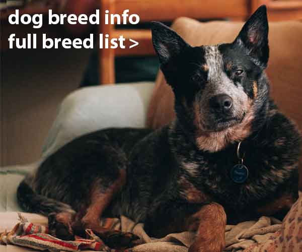 Dog Breed List A-Z, Breed Information, ANKC Breeder list