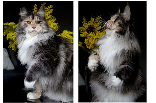 Adult Maine Coon Cat - Euphoric Melody Maine Coons