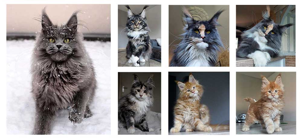 Maine Coon Kittens and Cats - Euphoric Melody Maine Coons 