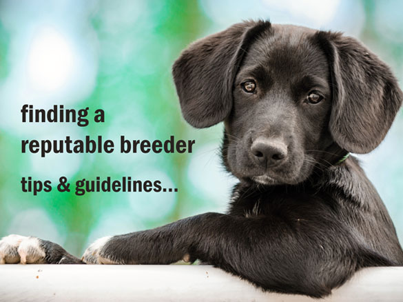 finding a responsible breeder - tips and guidlines