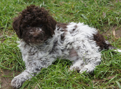 Lagotto Romagnolo Puppy - Low shed dogs