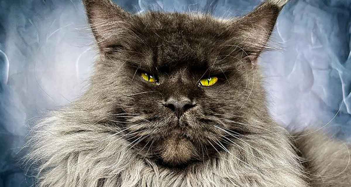 All about Maine Coon Cats