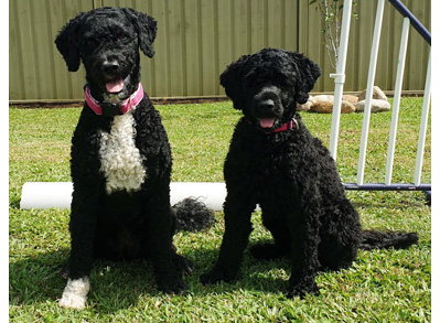 Portuguese Water Dogs - Low Shed Dogs