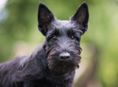 Scottish Terrier - low shed dogs - perfect pets