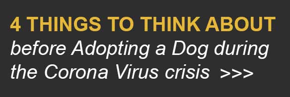 4 things to consider before adopting a dog during the coronavirus crisis