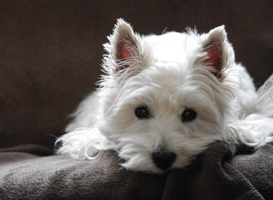 West Highland White Terrier - Low Shed Dogs