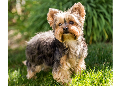 Yorkshire Terrier - low shedding dogs