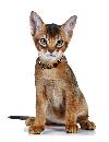 9 Fascinating Facts About Abyssinian Cats | Cuteness
