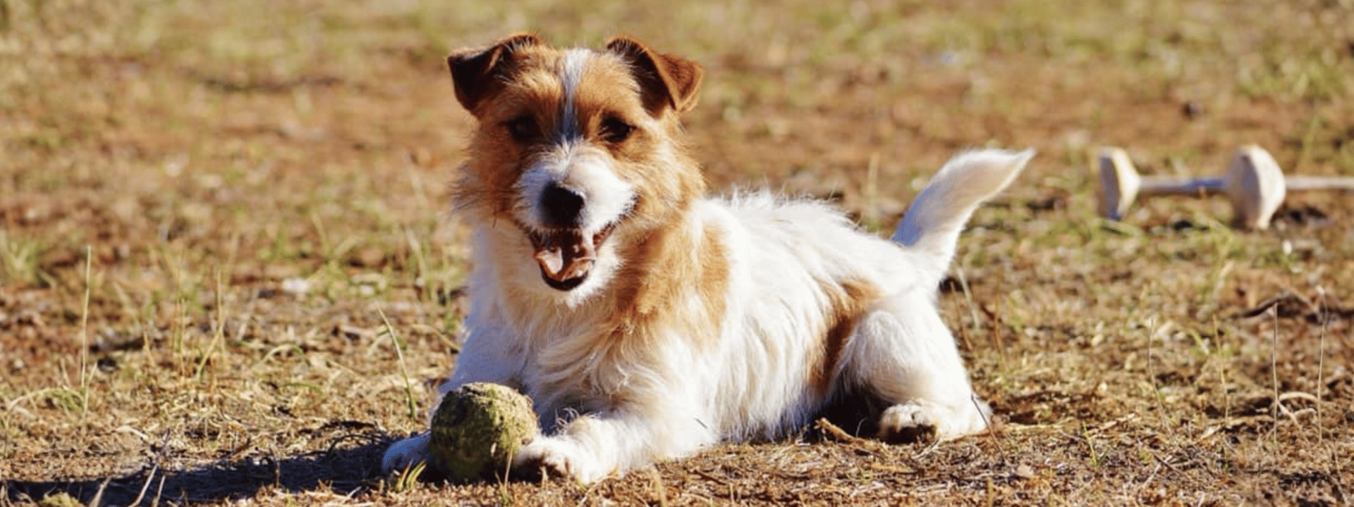 Dogs Australia / ANKC Pedigree Dogs