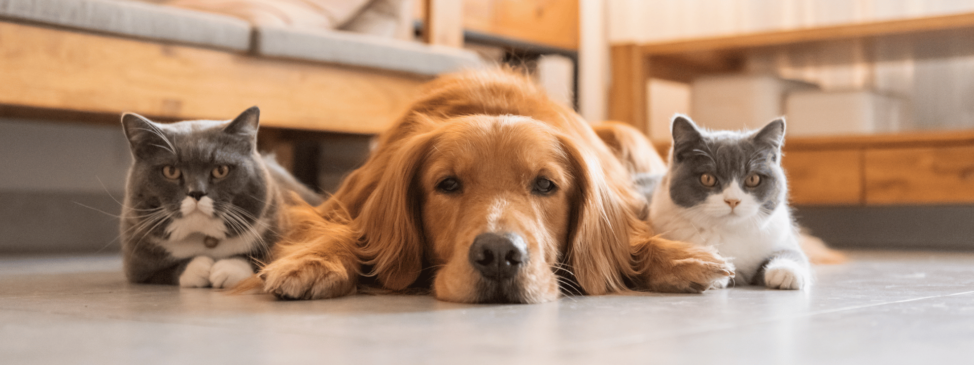 Australian Dog and Cat Pedigrees Explained