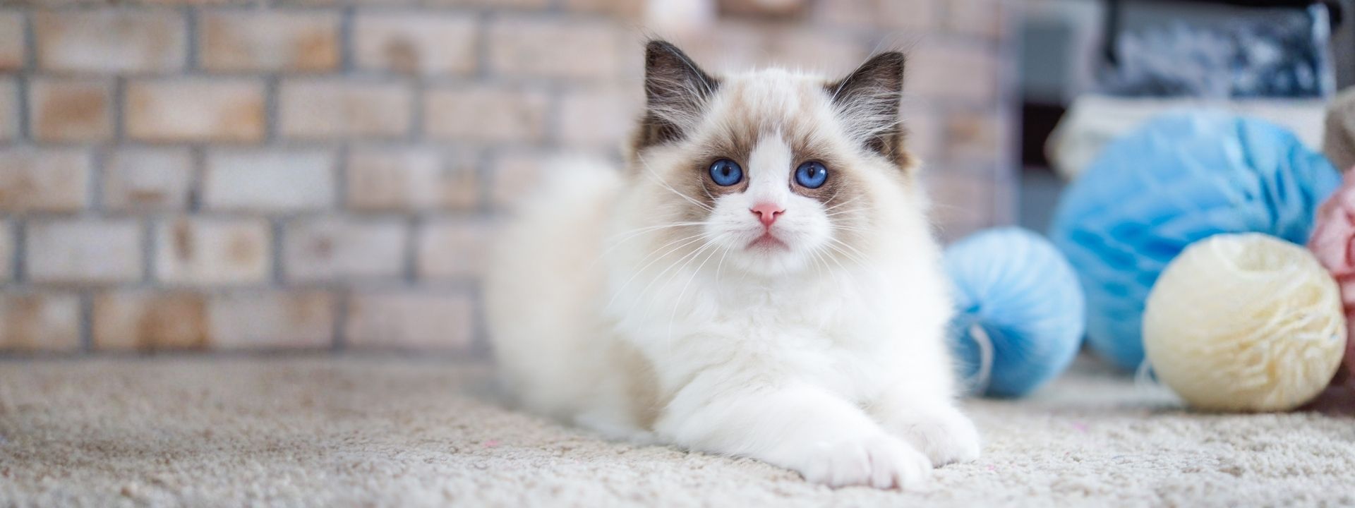 Ragdoll Kitten
