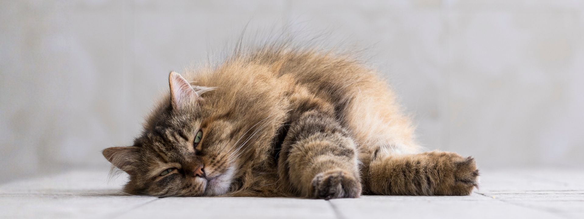 Siberian Cat Relaxing