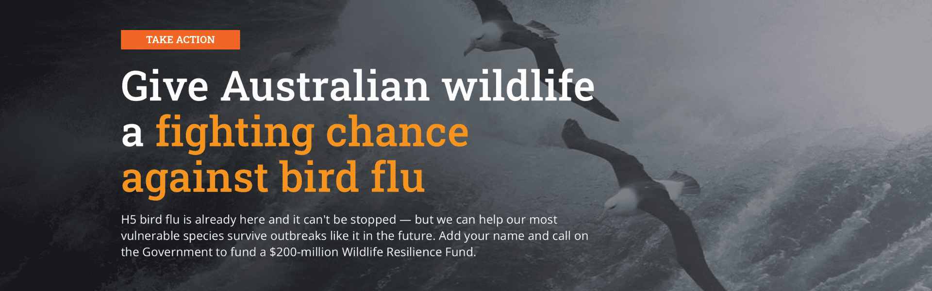 wildlife H5 bird flu