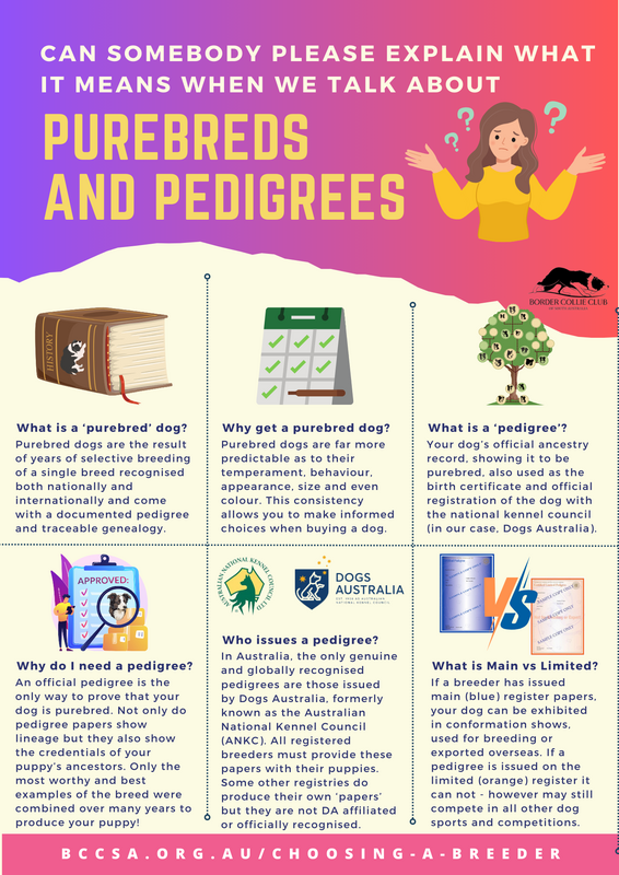 Infographic explaining purebreds and pedigrees in Australia, produced by the Border Collie Club of South Australia