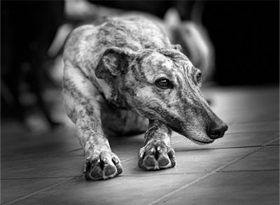 Greyhound - Beautiful Roxy