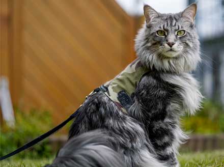 Adult Maine Coon Cat 