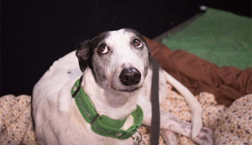 Greyhound Adoption Program - NSW