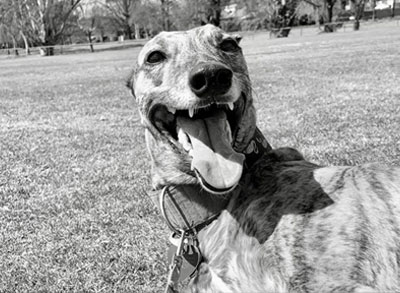 Greyhound - Beautiful Roxy in the park