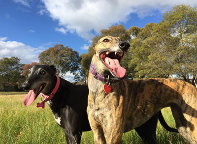 Happy Greyhounds - Roxy & Ella