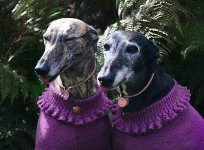 Greyhounds - Roxy & Ella in their winter jumpers