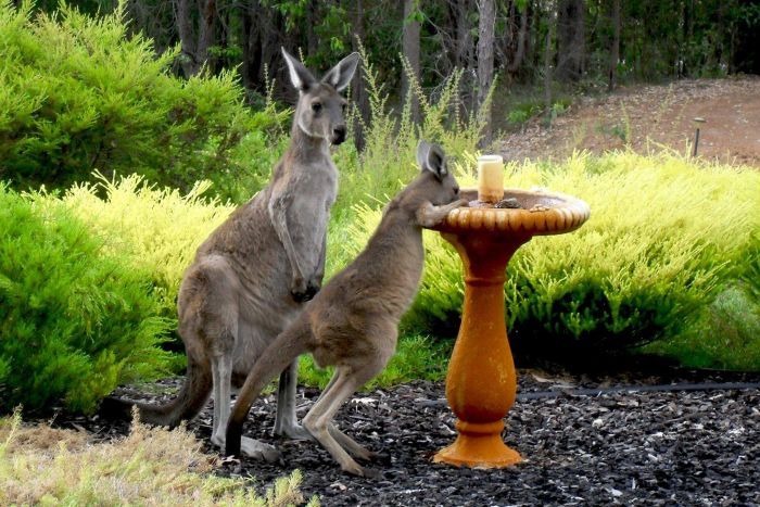 Kangaroo & Joey drinking from a birdbath
