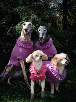 Greyhounds & Poodles in Jumpers 