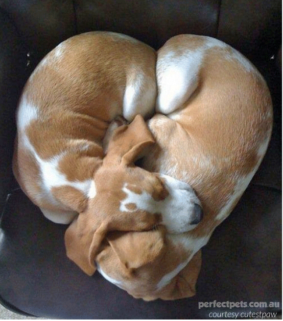 animals in love - beagles