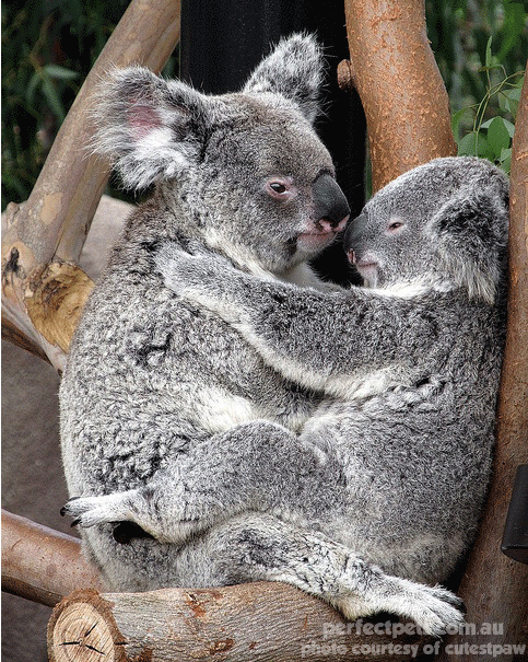 animals in love - koala love