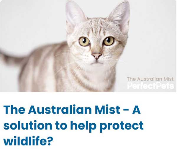 The Australian Mist Cat