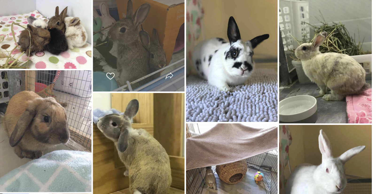 rabbit boarding sydney- four cottontails