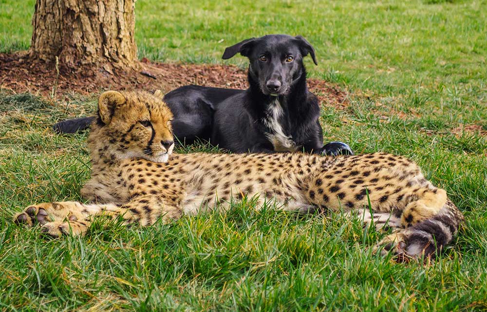 Solo & Zama - Cheetah and Support Dog, National Zoo & Aquarium