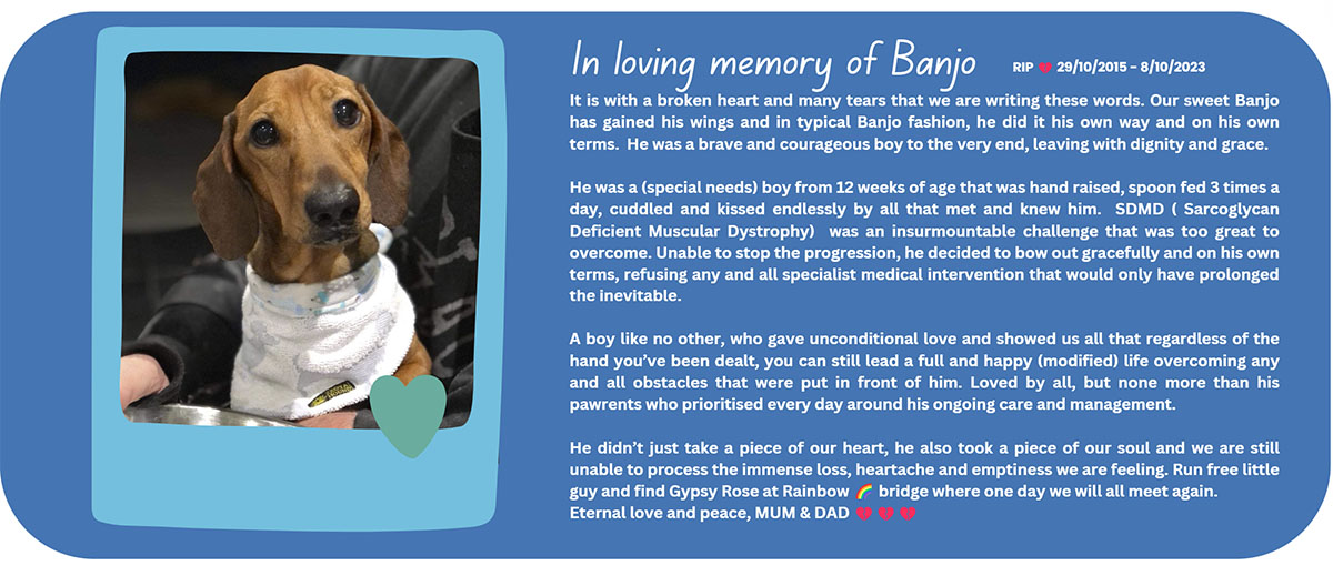 In loving memory of Banjo