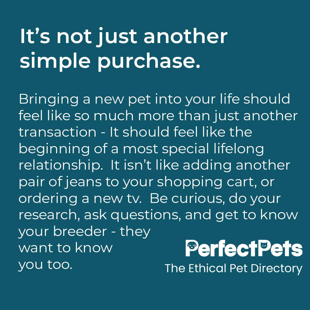 A new pet is much more than just another purchase