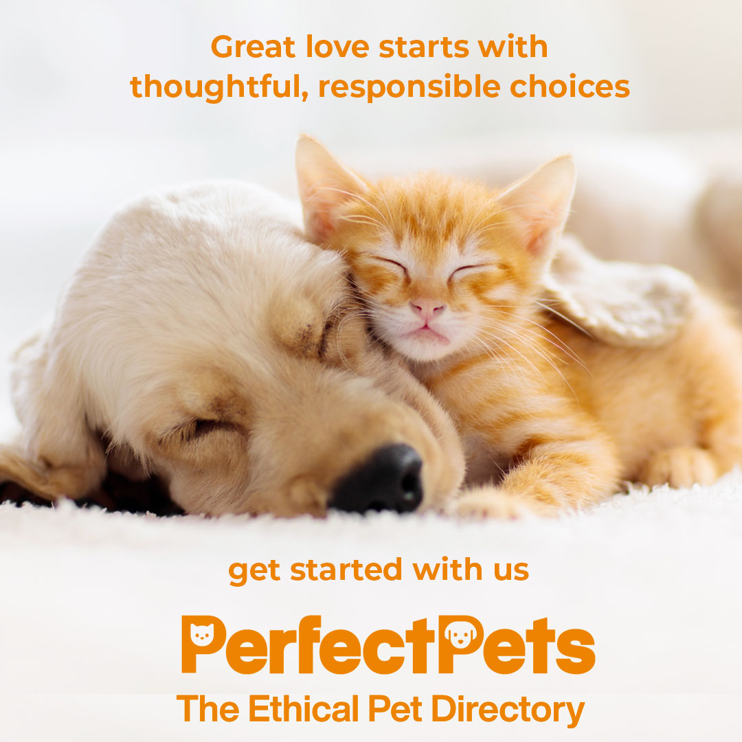 kittens-for-sale-registered-cat-breeders-in-australia