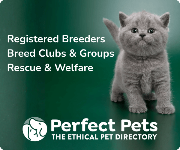 Perfect Pets website banner featuring a British Shorthair kitten, 300 