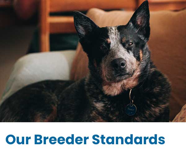 How to find a reputable breeder - tips and guidelines