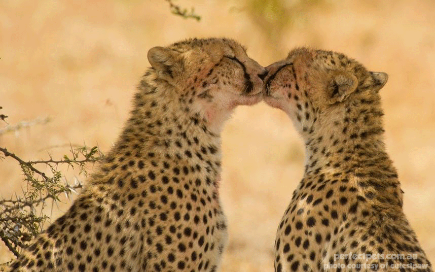 animals in love - cheetahs
