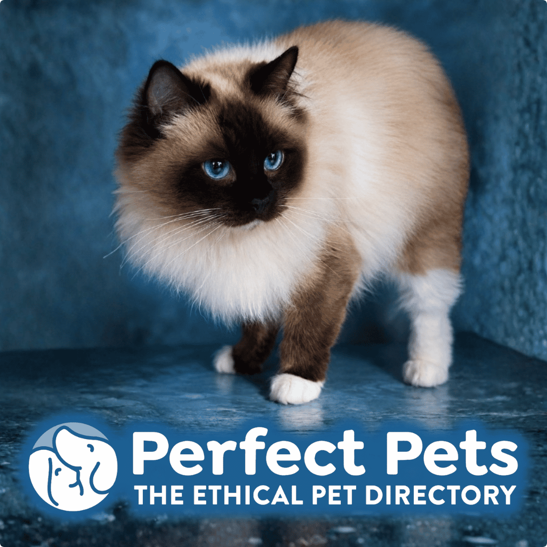 Perfect Pets social graphic featuring a Ragdoll cat, 1080 