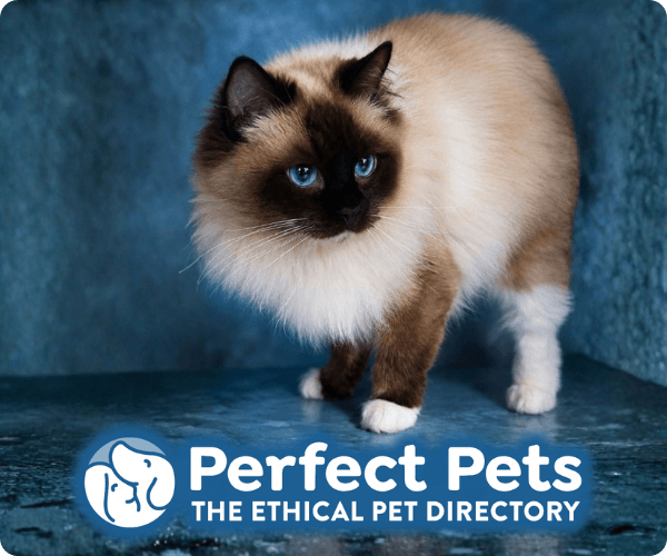Perfect Pets website banner featuring a Ragdoll cat, 300 