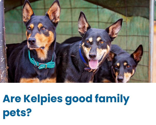 Are Kelpies good family pets?