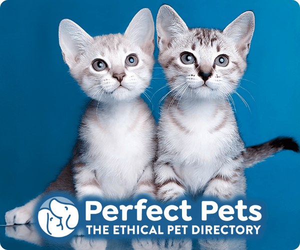 Perfect Pets website banner featuring an Australian Mist cat, 300 